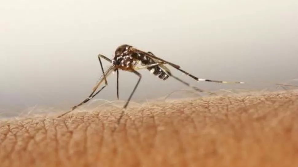 CUIDADO. No utilizar colonias con olores dulces y usar repelentes con dietiltoluamida evita las picaduras de los mosquitos. IMAGEN DE  NOTICIAS.LAINFORMACION.COM