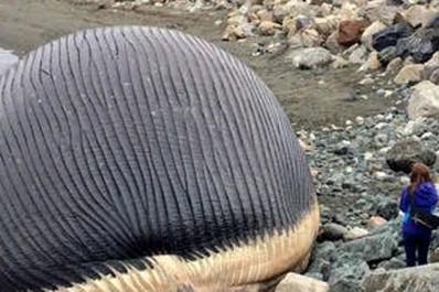 Temen que estalle una ballena azul muerta que el mar arrastró hasta la costa