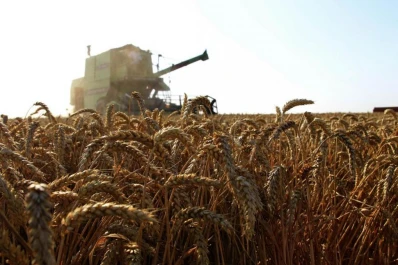 Política y humedad condicionan al trigo