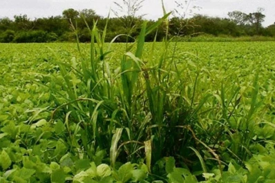 La Asociación de la Cadena de la Soja Argentina (Acsoja) realizará un seminario