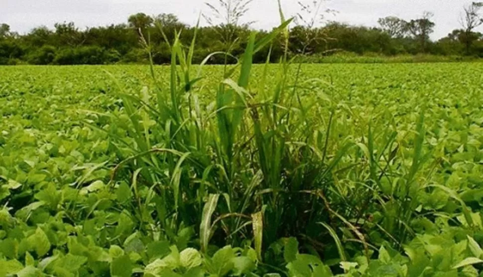 ESTADO FRECUENTE. De a poco, las malezas resienten los rindes de la soja. overseasagro.com