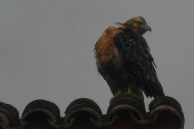 Un águila andina causó revuelo en Concepción