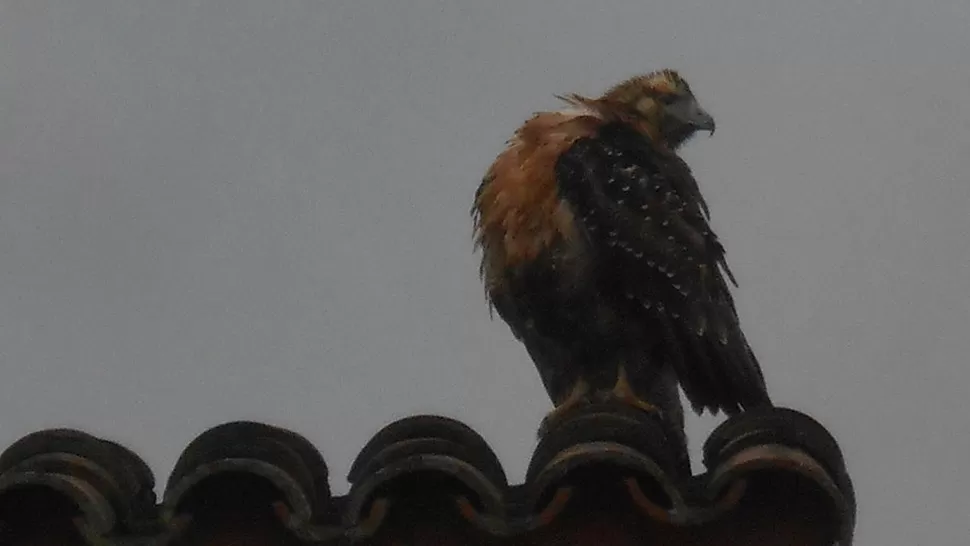 HUIDIZA. Los concepcionenses quisieron cazarla. El águila mora no se dejó. la gaceta / foto de rodolfo casen