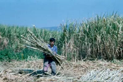 El Inase inscribe para “plantas madre” cítricas