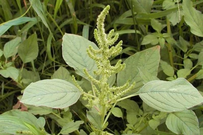 “Hay que implementar estrategias de control de malezas”