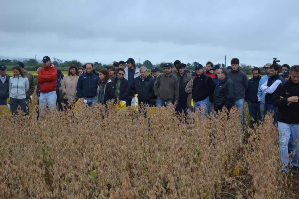 BURRUYACU. Productores pudieron observar las nuevas variedades de soja. gentileza nidera semillas