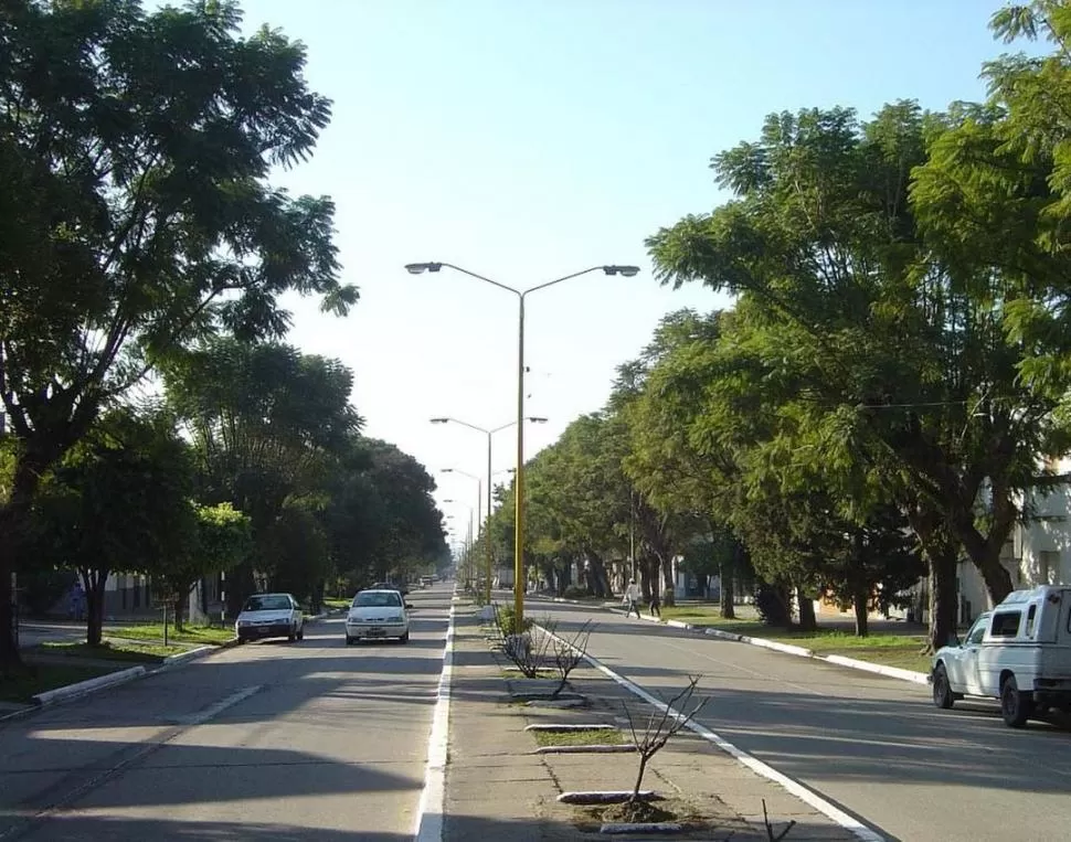 CALLES VERDES. Los tarcos de la avenida Alem son el sello de la ciudad. la gaceta / archivo