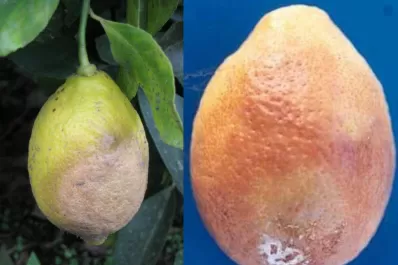 La condición climática favorece la “podredumbre”