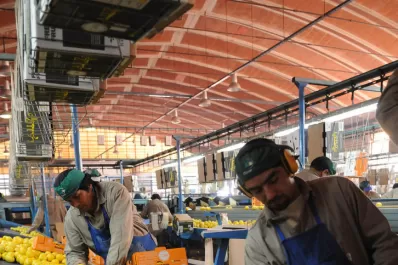 “Se estima una baja del 60% en la producción de limones”