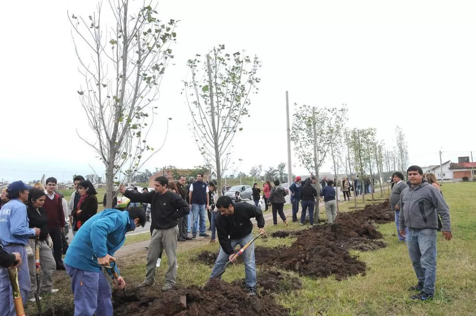 DE GRAN PORTE. En un predio del sector XV de Lomas de Tafí se colocaron álamos de entre 4 y 5 metros. LA GACETA / FOTO DE HECTOR PERALTA 