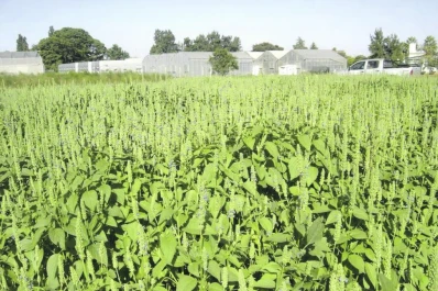 La siembra de chía creció más de cuatro veces