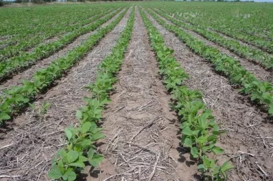 “Se necesita un manejo integrado de malezas”