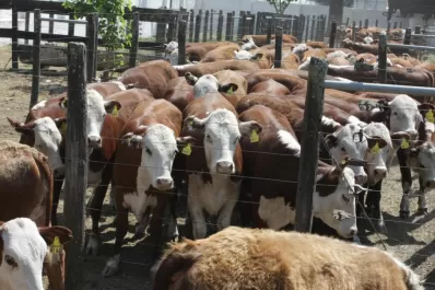 Queja de ganaderos por el aumento de costos del animal producido