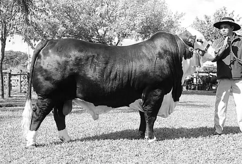 BIEN USTED. El ejemplar ganó el premio Mejor Tercer Toro de la muestra; es hijo de Magno (de la cabaña), y pesó 912 kg.  