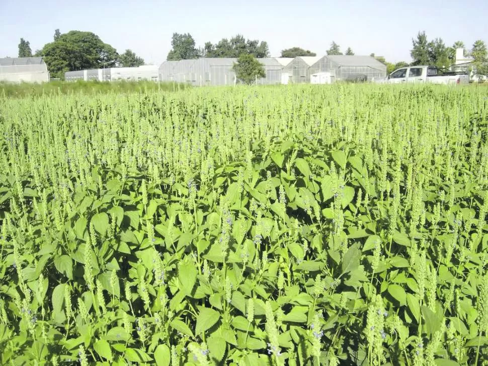 ALTERNATIVA RENTABLE. La demanda mundial de la chía y alto precio en los mercados movilizó a los productores tucumanos a volcarse a este cultivo.  