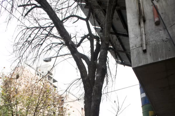 Árboles en peligro: cubren sus tazas con cemento