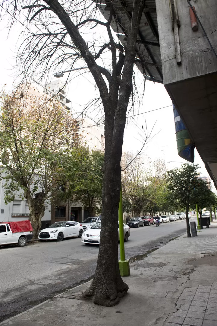 ASFIXIADO. En Santa Fe al 700. el cemento pone en jaque a este árbol. la gaceta / foto de jorge olmos sgrosso 