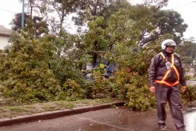 Cayó un árbol y se no se pudo circular un carril de la avenida Mate de Luna