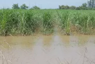 Otro año que el clima no acompañó al productor