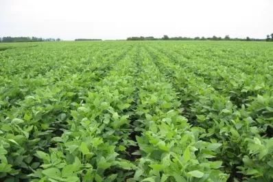 “Los productores buscamos ganar en eficiencia”