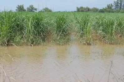 Otro año que el clima no acompañó al productor