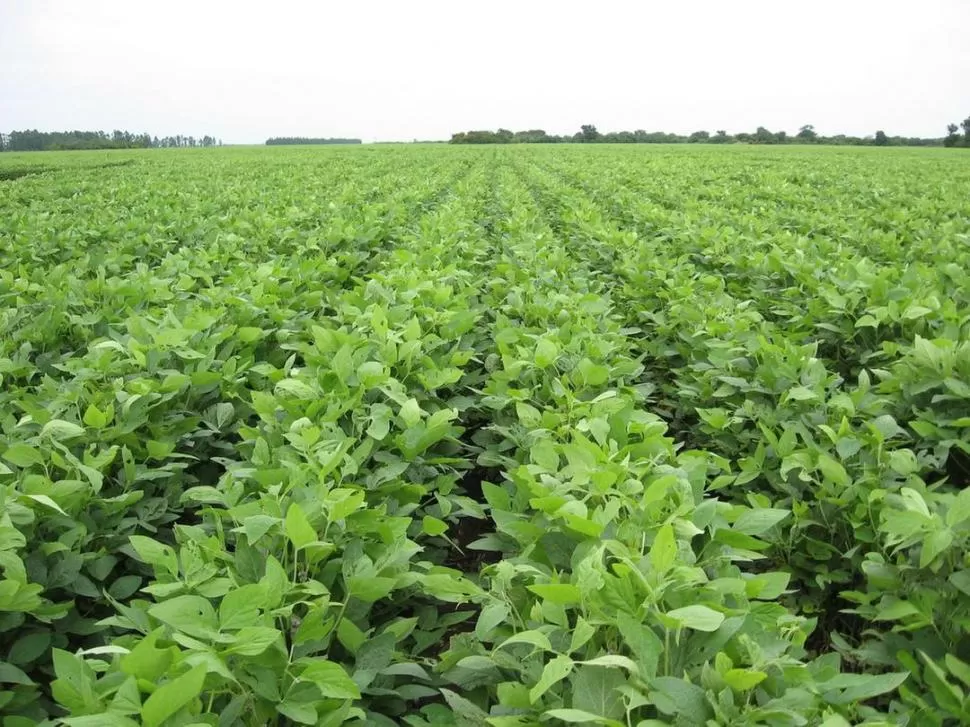 CRECIMIENTO. Las nuevas variedades producen, entre otros efectos, un mayor desarrollo vegetativo de las plantas. la gaceta / archivo