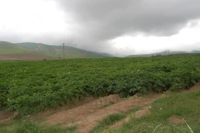 Hay que preservar la sanidad de la papa del Valle