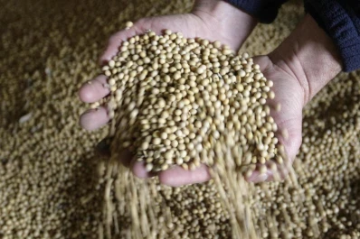 Se cosechan los últimos lotes con soja en el país