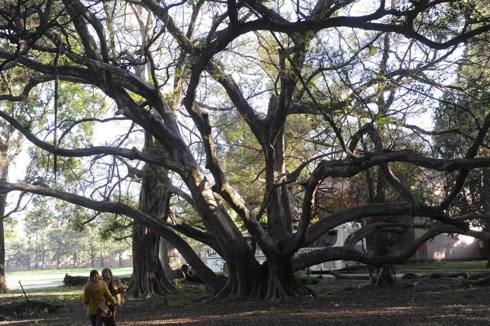 IMPONENTE. uno de los ejemplares más impactantes del jardín botánico de Agronomía es el ficus africano que se levanta en uno de los extremos del predio que está en la ex Quinta. la gaceta / foto de héctor peralta 