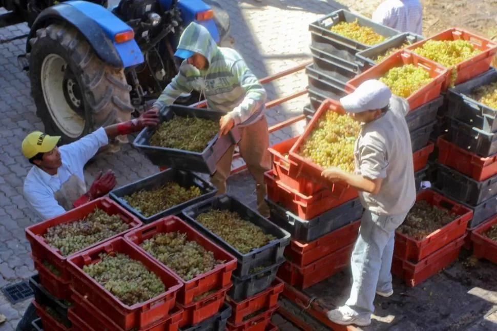 MANOS SEGURAS. La vendimia en Tucumán se desarrolló a buen ritmo; ahora se esperan que nazcan los vinos. fotos / camara de bodegas y viñedos de tucumán 