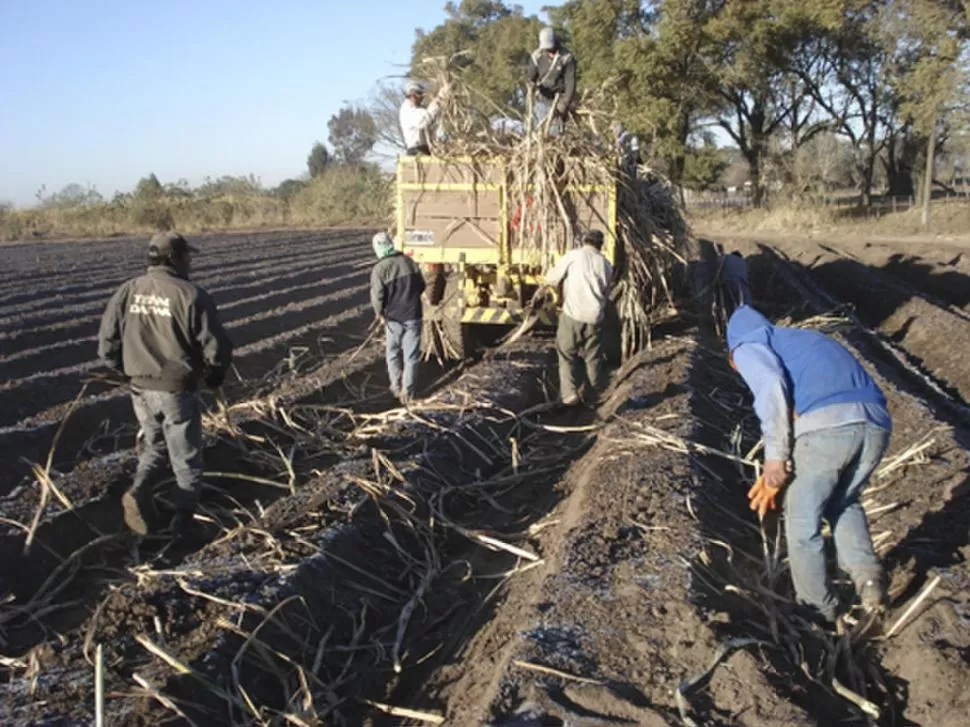 ESFUERZO. Los cañeros chicos quieren hacer eficiente su producción. gentileza ucar 