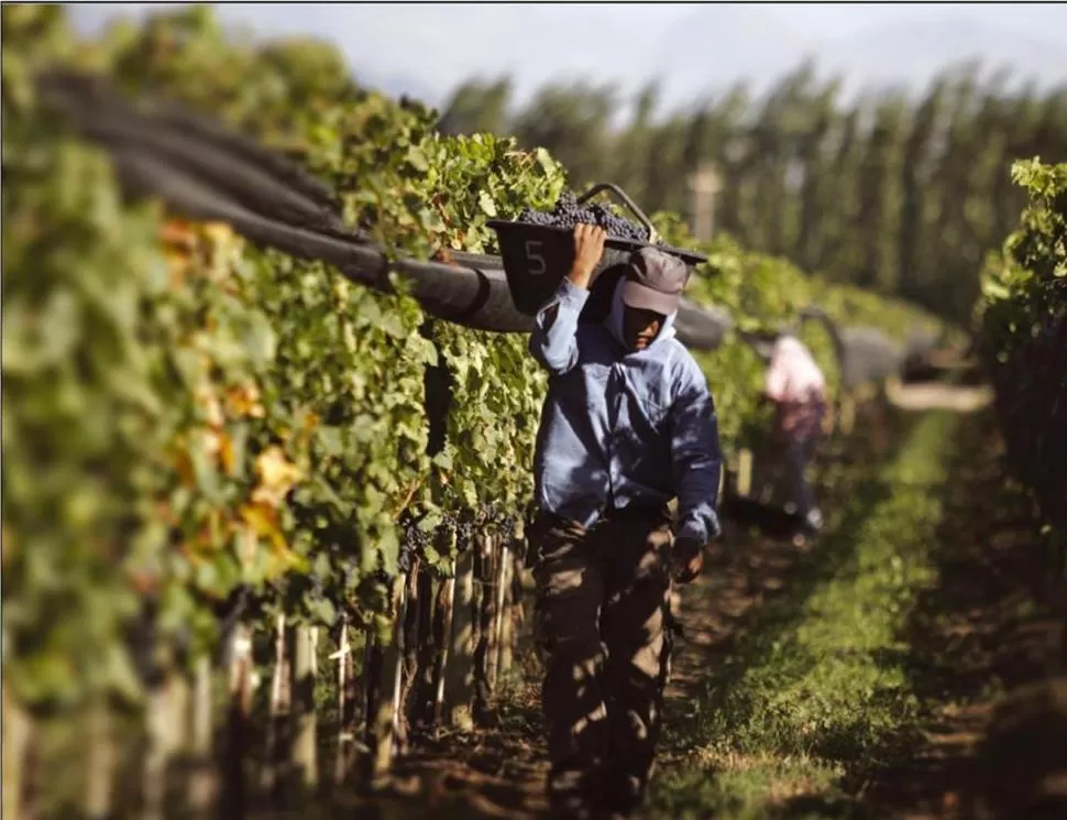 INVERSIÓN. Los viñateros deberán mejorar sus bodegas y plantaciones.  