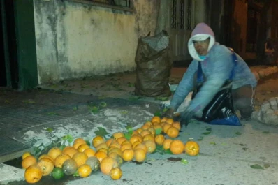 De madrugada, los 5.200 naranjos de la ciudad se van desnudando