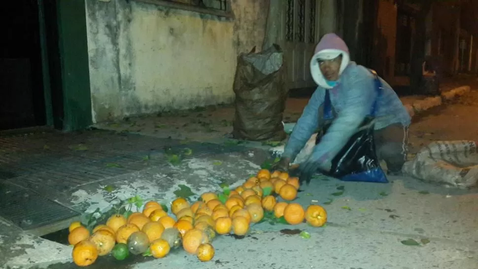 COSECHA ADELANTADA. Suelen recoger las naranjas en agosto. Les pidieron hacerlo antes, “porque el miércoles 9 de julio viene la Presidenta”. la gaceta / foto de federico türpe