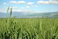 El clima afectó la siembra de trigo en el NOA