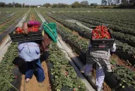 Cambio y diversificación de variedades de frutilla para la campaña en Tucumán