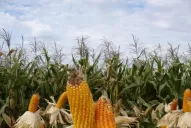 Cooperativas de granos no operarán en el Matba