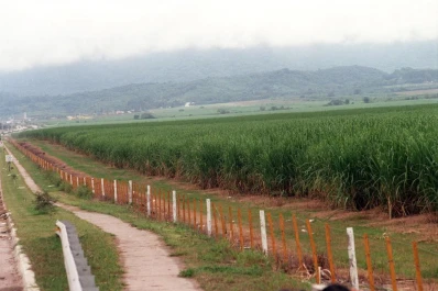 Mucha incertidumbre sobre las respuestas del cañaveral