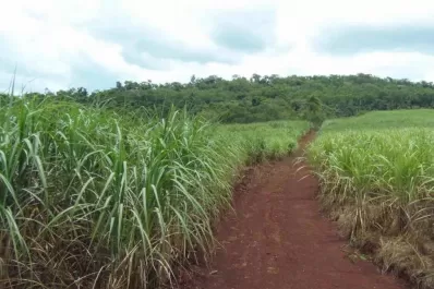 Los resultados productivos no serían los esperados