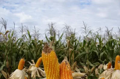 Cooperativas de granos no operarán en el Matba