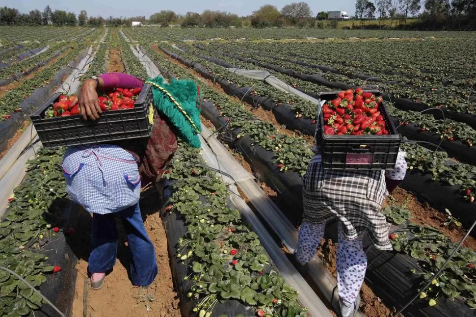 COSECHA Y VENTAS. En los últimos días, en algunos supermercados ya comenzó a comercializarse frutilla. la gaceta / archivo 