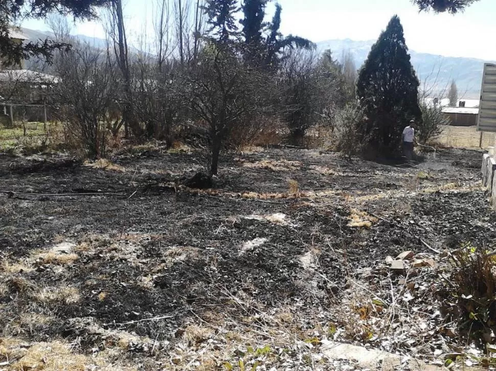 DESPUÉS DEL FUEGO. Las plantas quedaron reducidas a cenizas. foto de esteban amador