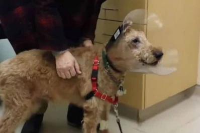 La emotiva reacción de un perro ciego que ve a sus dueños por primera vez