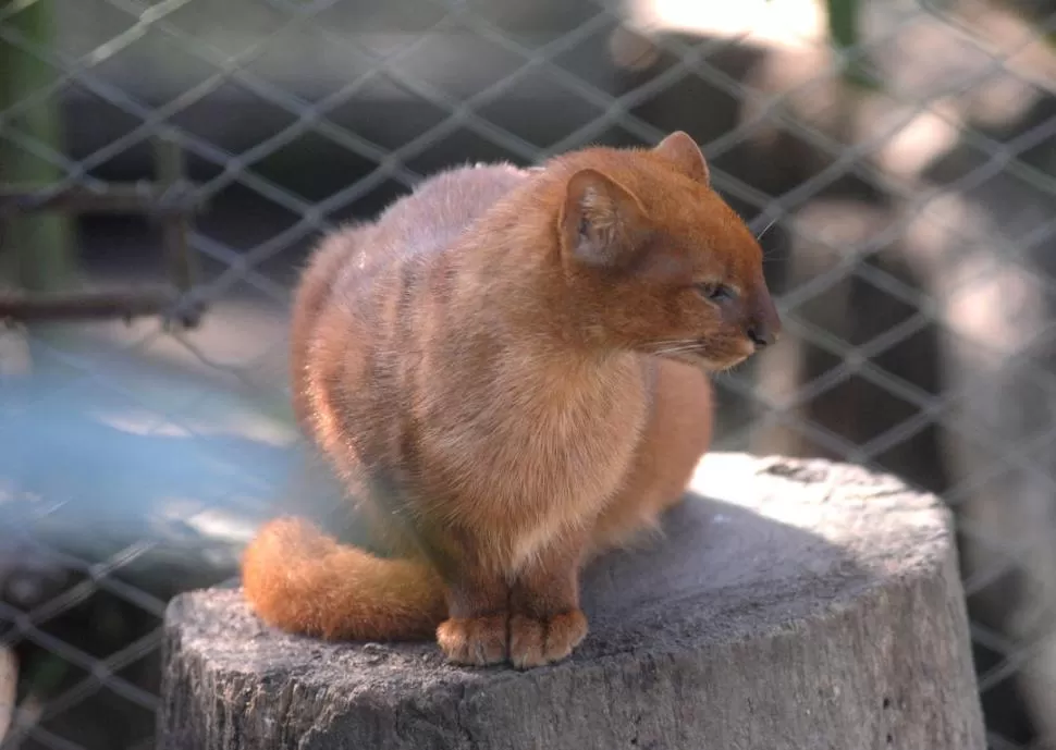 YAGUARUNDÍ. Este felino además de maullar también puede silbar.  