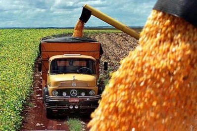 El grano de maíz resulta un insumo clave