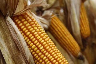 Hay buenos maíces, a pesar de la siembra tardía