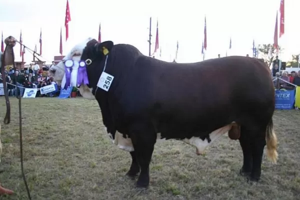 Los “toros gordos” arriesgan su fertilidad