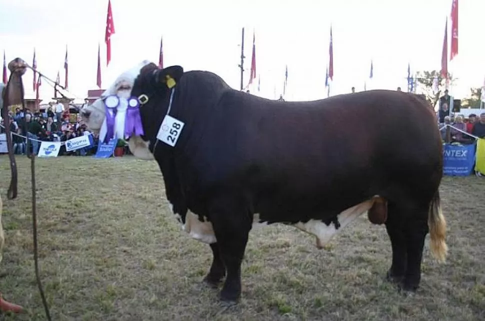 EXCELENTE EJEMPLAR. El Reservado Gran Campeón, box 258 de La Asunción, cumplió un buen desempeño en la V Exposición Nacional Braford de 2007. GENTILEZA CABAÑA LA ASUNCIÓN