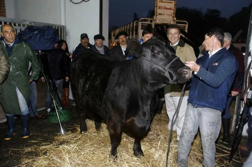 TEMPRANO. Dulcinea, la vaca raza Angus, fue el primer animal que llegó.  