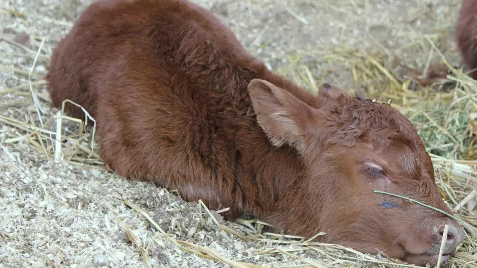 UN BEBE. El ternero nació esta semana en los predios de la Rural, el Palermo. FOTO TOMADA DE TWITTER.COM/SOCIEDADRURAL